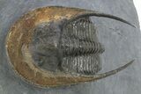 Gorgeous Scotoharpes Trilobite - Orange Headshield #310136-3